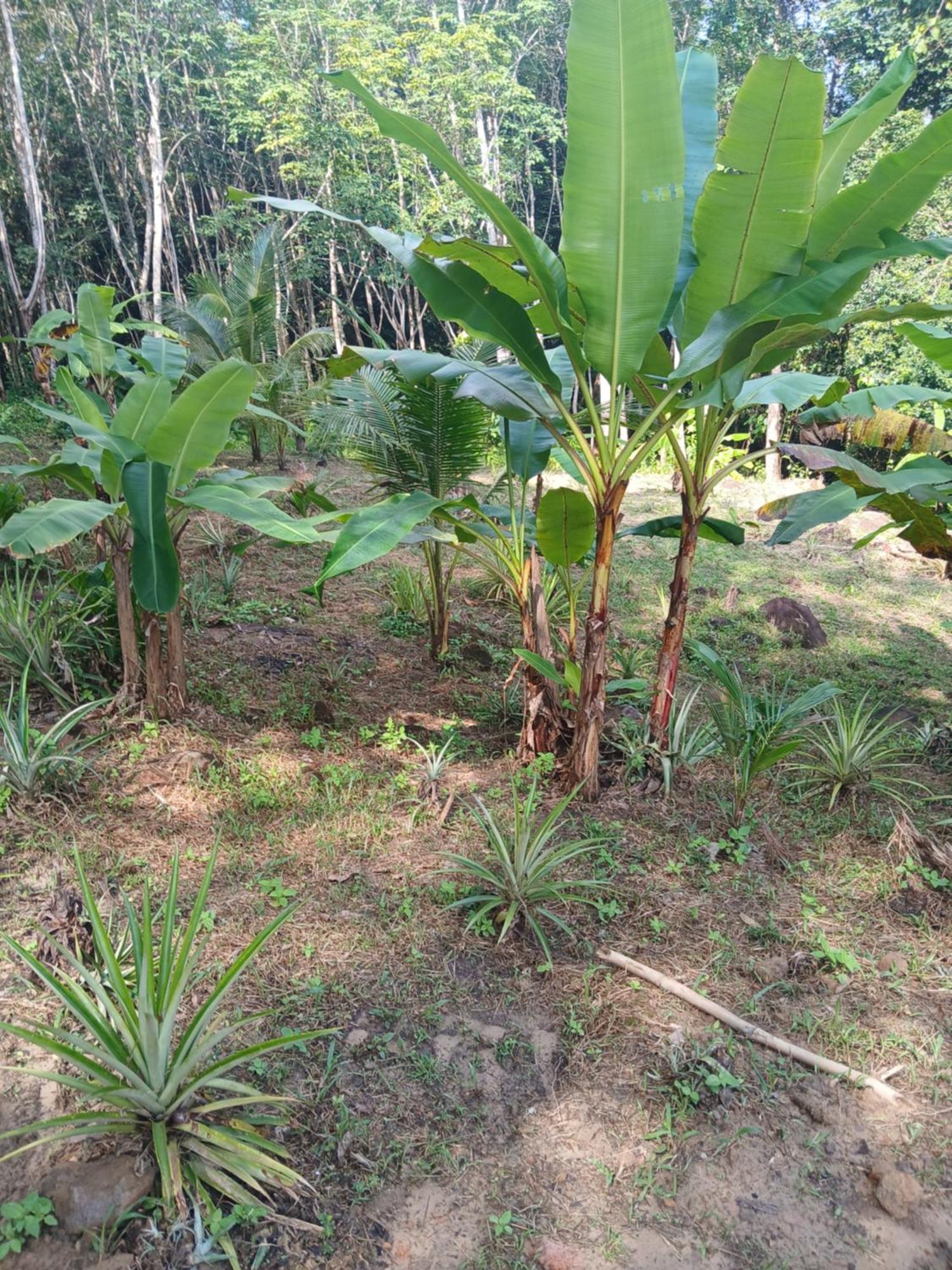 Pineapple Gardens Hotel Ko Kut Bagian luar foto